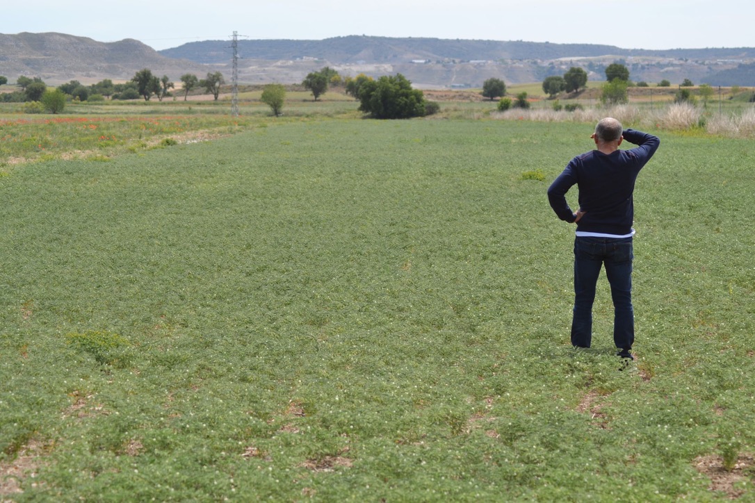 Campos verdes
