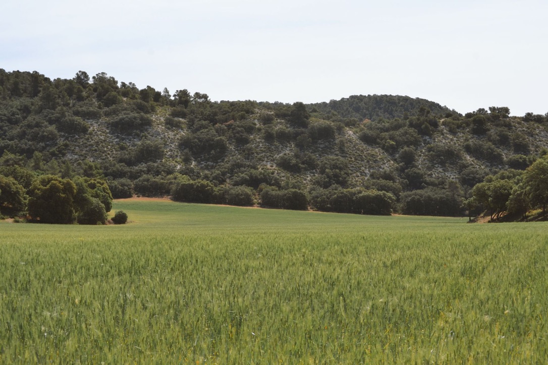 Paisaje del campo de Illana
