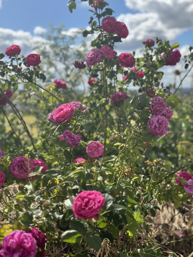 Rosas silvestres